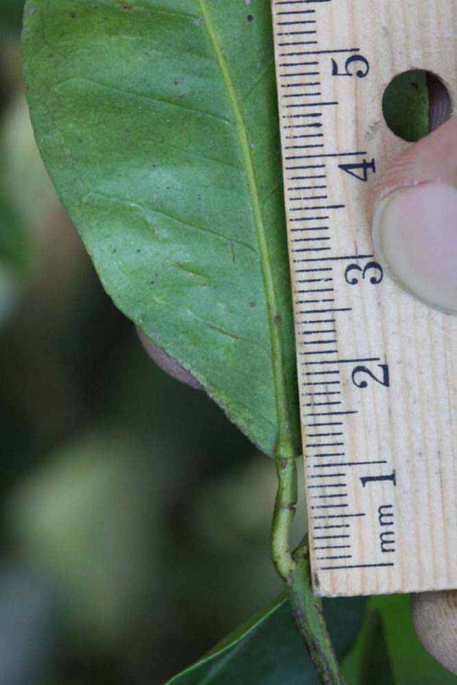              Unifoliolate leaf (Riverside, CA)       